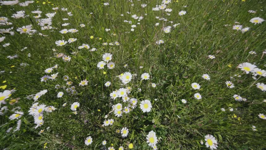 A grassy field has numerous daisies and wildflowers growing in it
