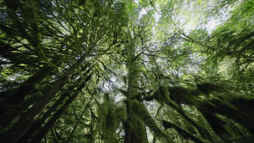 Moss hangs down from the branches of tall trees in a dense forest