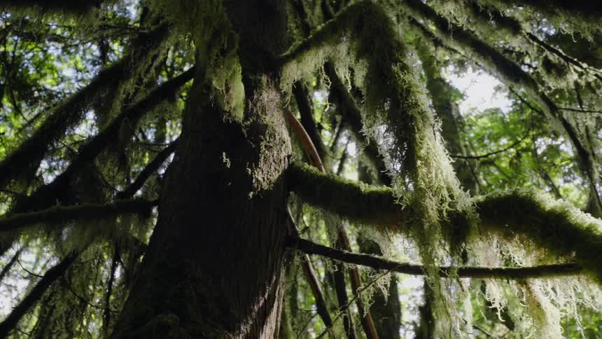 Close up of a moss covered tree in a forest