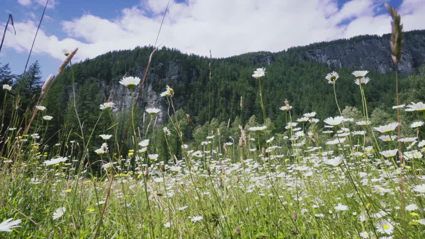 A field of flowers in front of a mountain