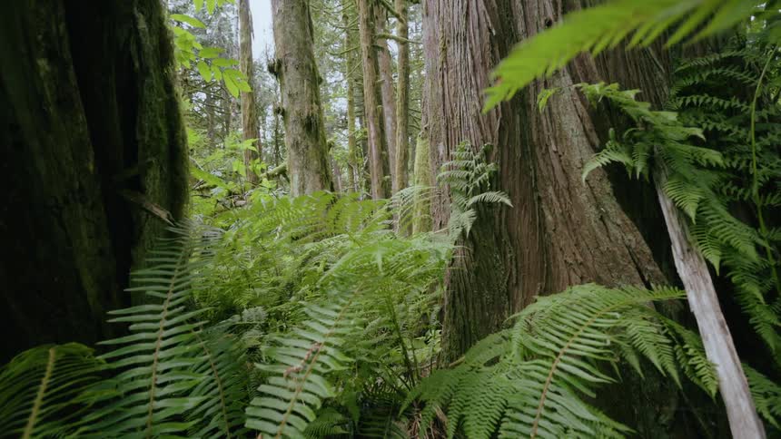 Moving shot of a forest tree
