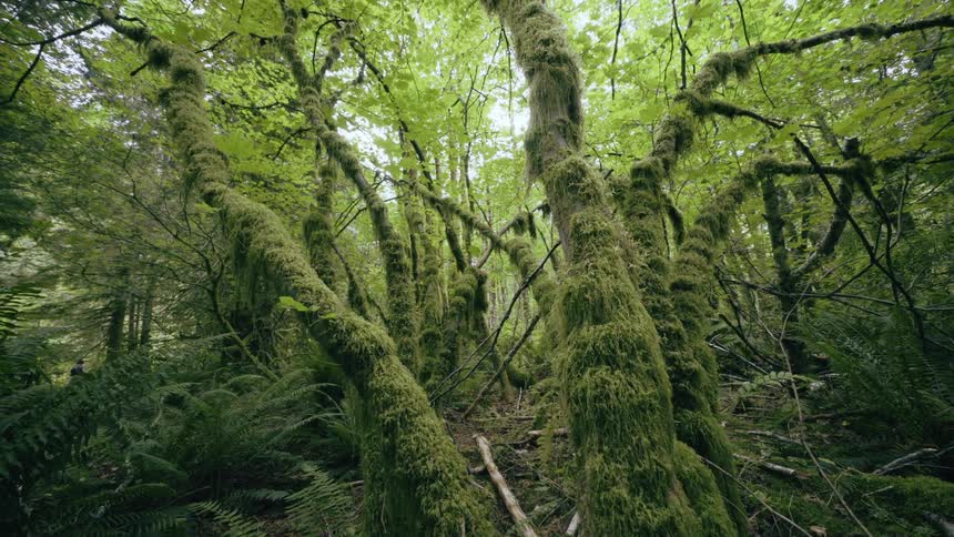 A wide view of moss on trees in a forest