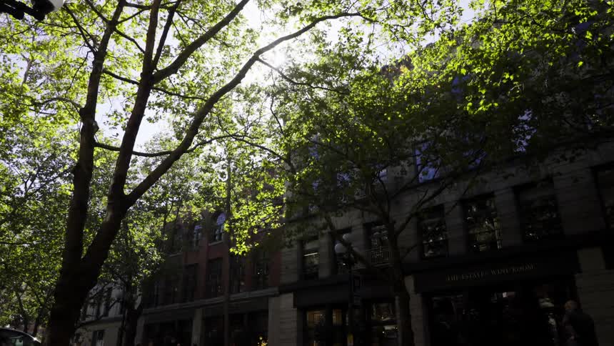 View of a city building with the sunlight shining through the trees