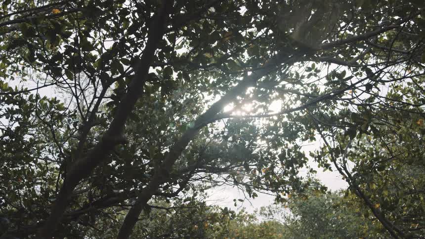 Sunlight shines through the foliage of a group of trees in a woodland