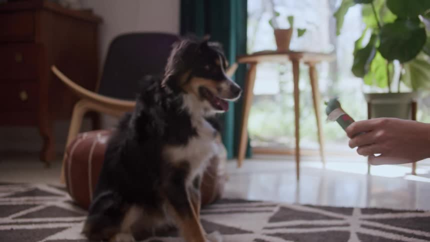 A person playing fetch with their dog inside their house