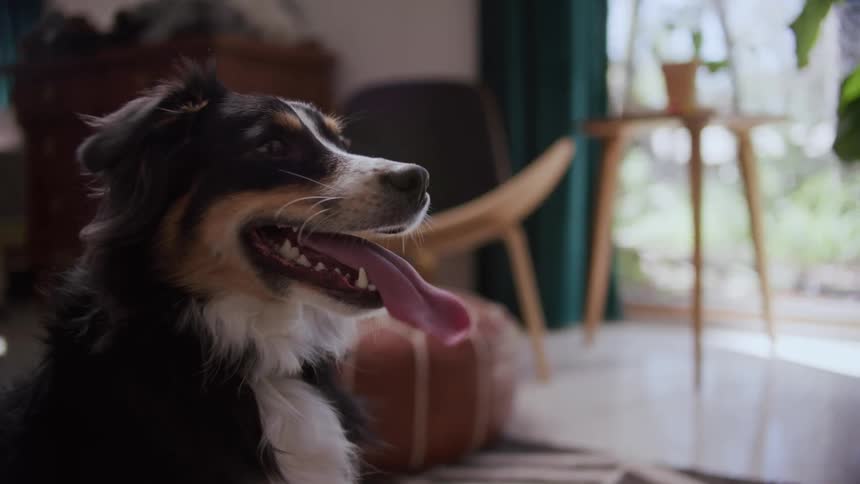 A dog in a room with a chair a table and plants in the background