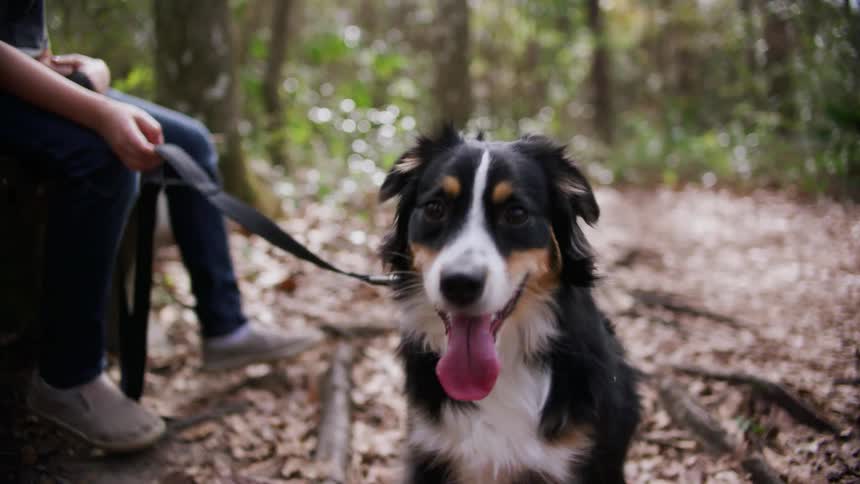 A person is outdoors in a forest with their dog