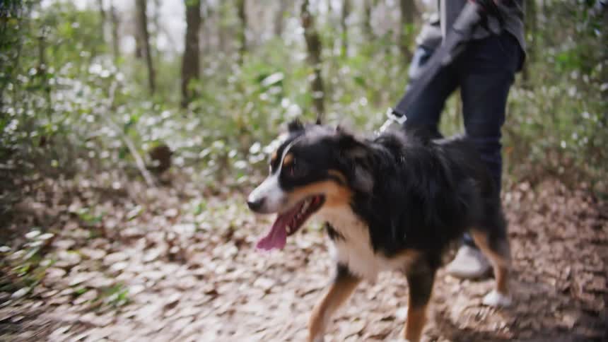 A person is walking their dog outdoors in spring