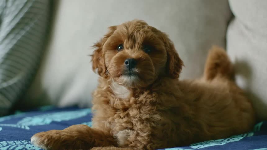 A dog lies on a couch next to a person
