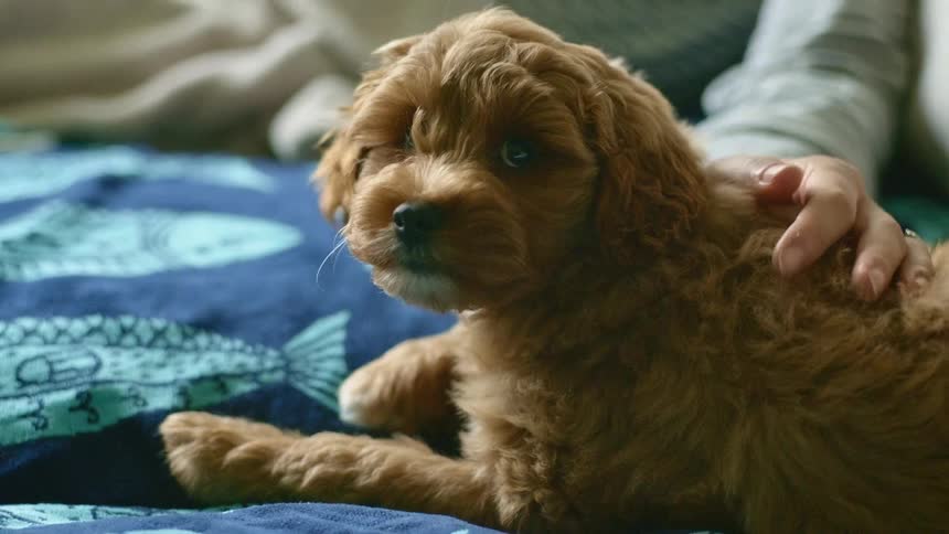 A young furry puppy relaxes as its own pets its head and back