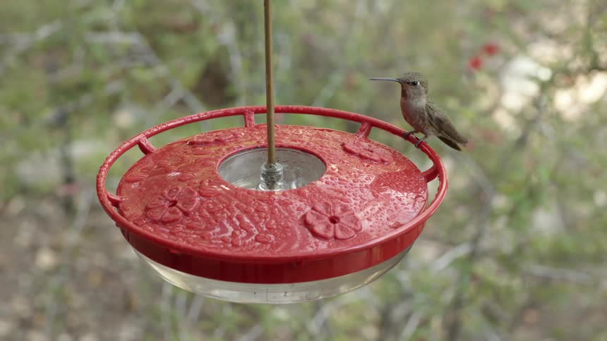 A hummingbird flying and eating from a birdfeeder with trees and branches in the background