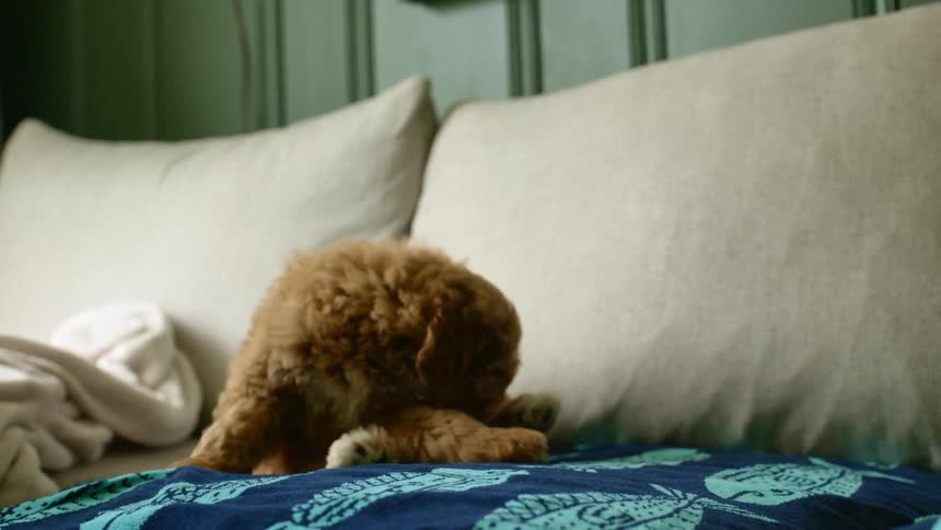 A puppy is playing on a couch indoors