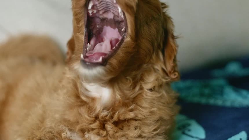 A small brown puppy yawns while sitting on a colorful blanket