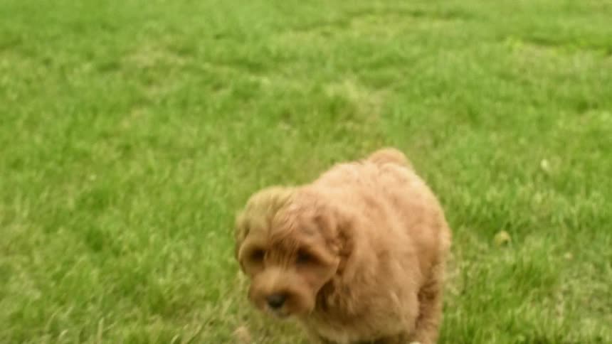 A puppy is running outdoors on the grass