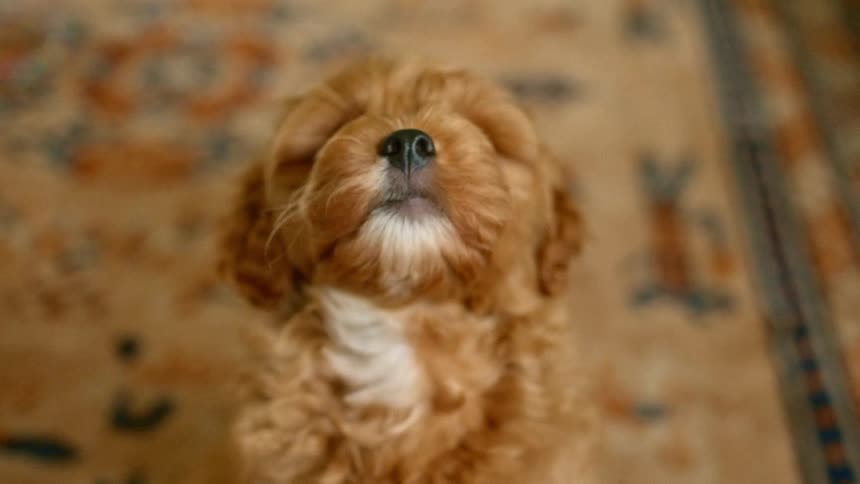 A small brown puppy looks up while standing on a patterned rug