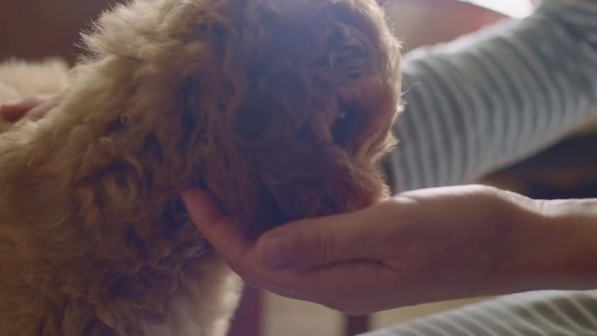 A person feeding and petting a dog