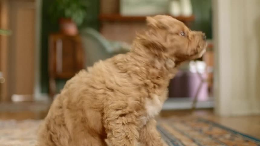 A small dog shakes its body as it stands up and walks away from from its resting spot