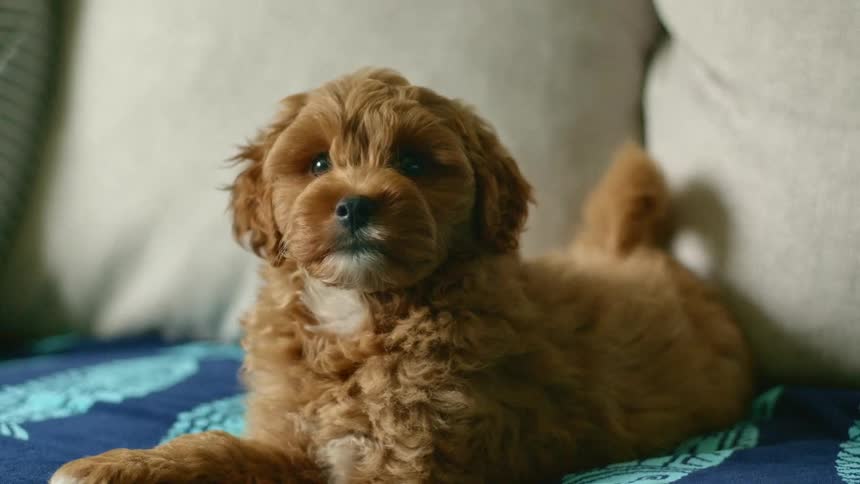 A puppy lying on a couch in a home