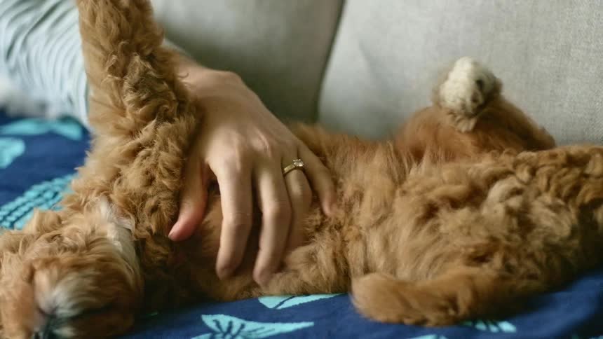 Woman petting a puppy pet dog sleeping on a couch at home