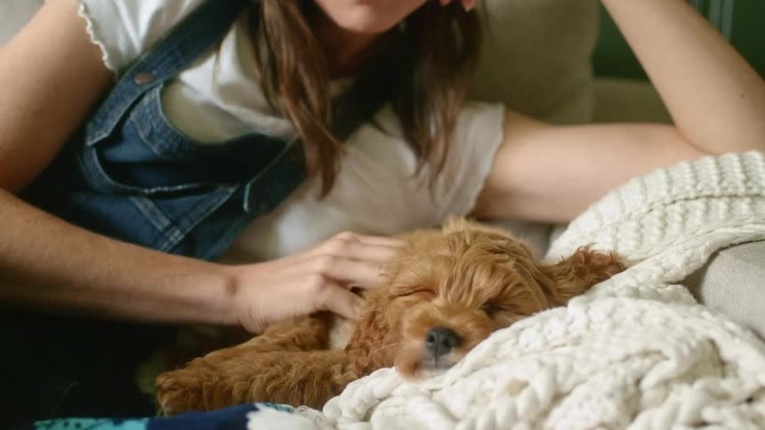 Young woman wearing denim overalls petting a puppy asleep in the couch at home