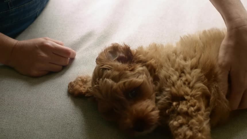 A woman is playing with her puppy indoors
