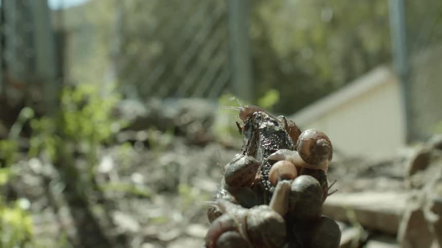 Snails are crawling outdoors in spring during the day