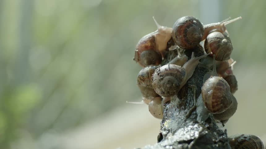 Snails are climbing up a tree branch in spring
