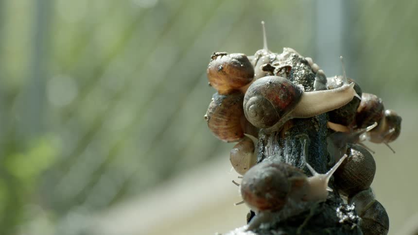 Snails crawl together on the stick
