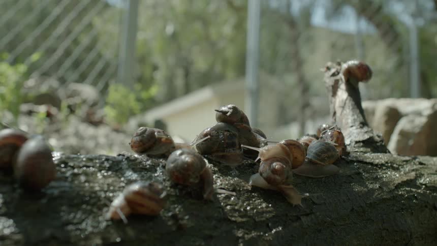 A group of snails slowly crawl atop a rock while leaving trails of slime