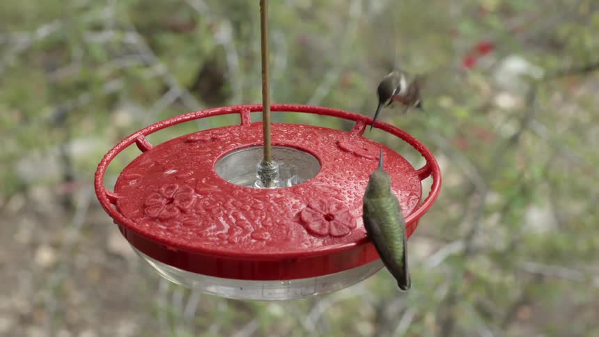 Two hummingbirds are feeding on the birds nest