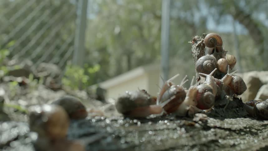 Snails crawling on the ground on a summer day