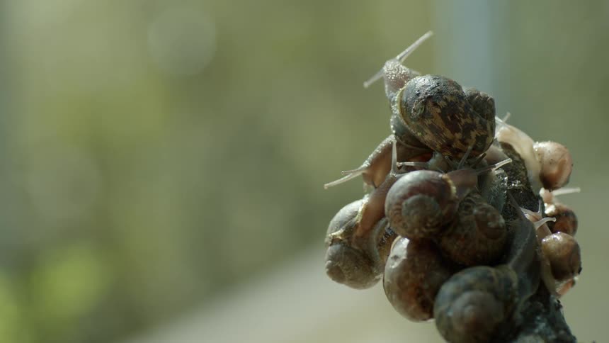A group of land snails crawling over each other in a garden outdoors