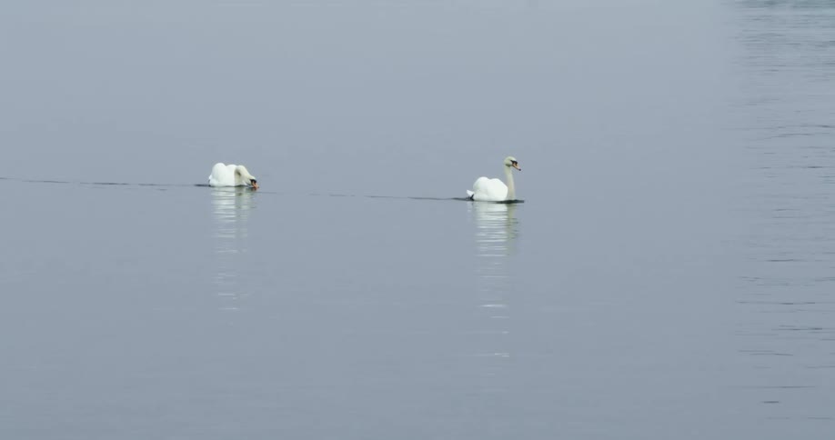 A pair of swans swim in a body of water