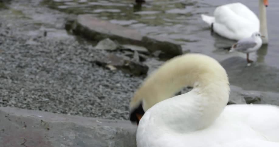 A swan bends its head and neck around as it grooms itself while standing at the edge of the water