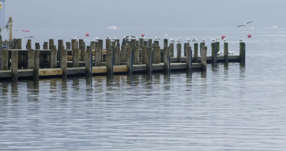 A shot of birds at a dock