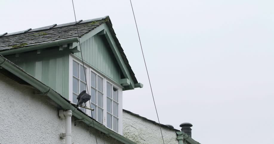 A bird sitting on the roof of a house on an overcast day