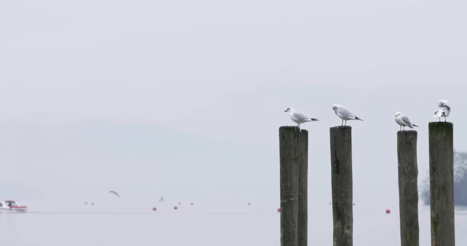 Several seagulls stand atop wooden posts as a boat slowly drifts past in the distance