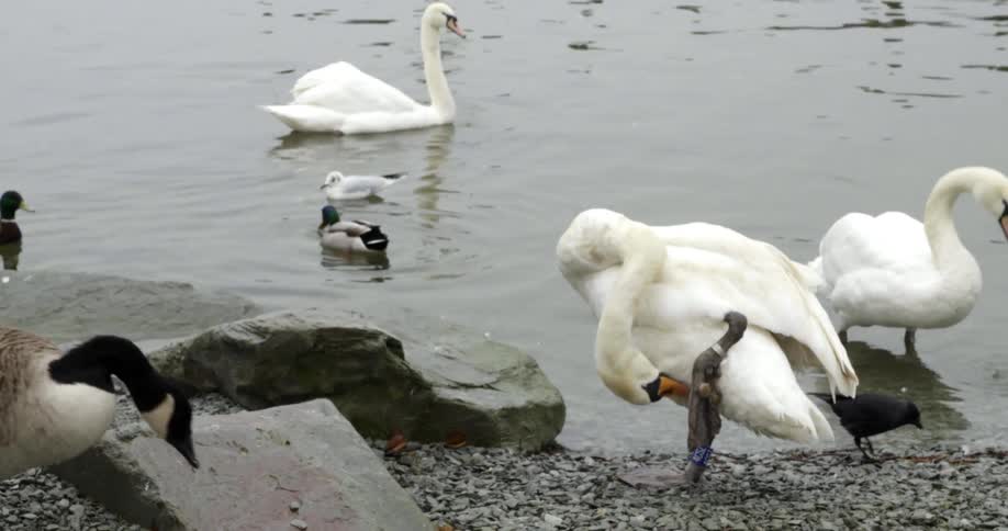 A shore with ducks and swans with water rippling and reflecting