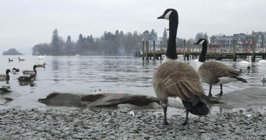 Water birds float across rippling water near pier with forest and buildings in background on misty day