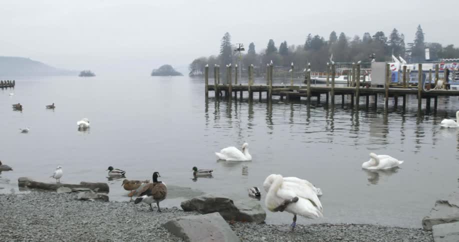 A shore with ducks and swans with trees the sky and clouds in the background