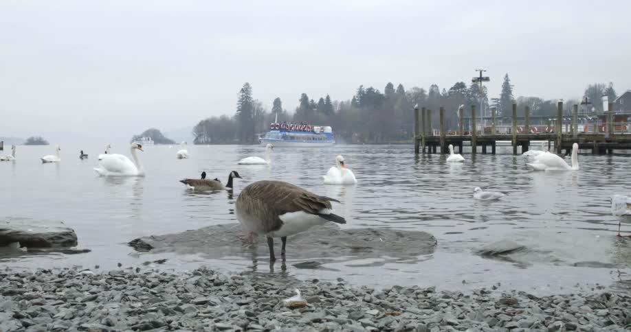 A shore with ducks and swans with trees the sky and clouds in the background