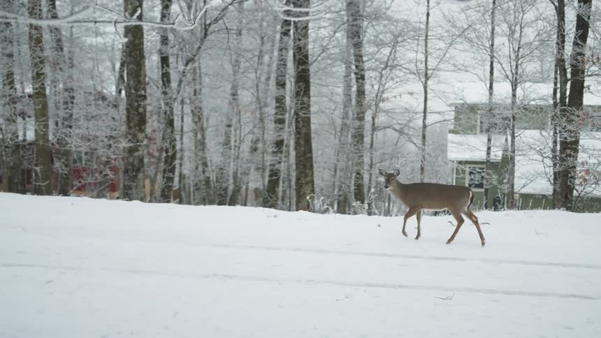 A deer walking in snow with trees houses the sky and clouds in the background