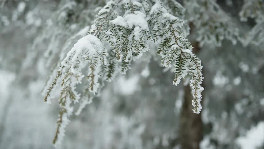 Heavy snow causes a branch to droop on a tree in the forest
