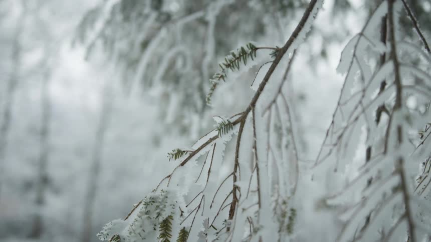 Heavy snow and ice cause branches on a tree to droop down
