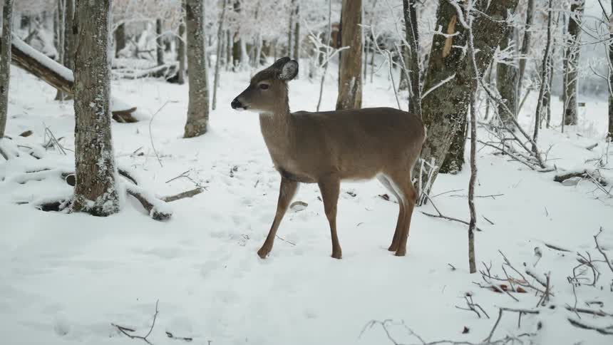 A doe looks at the camera while standing among the trees of a snow covered woodland during the day