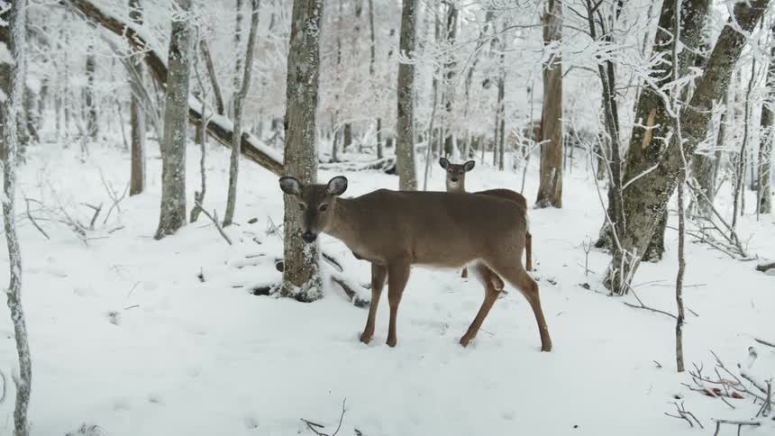 Two deer are in the forest on a snowy winter day