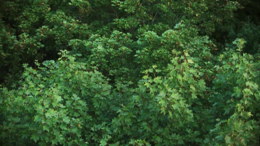 Green leafy trees with branches blowing in the breeze