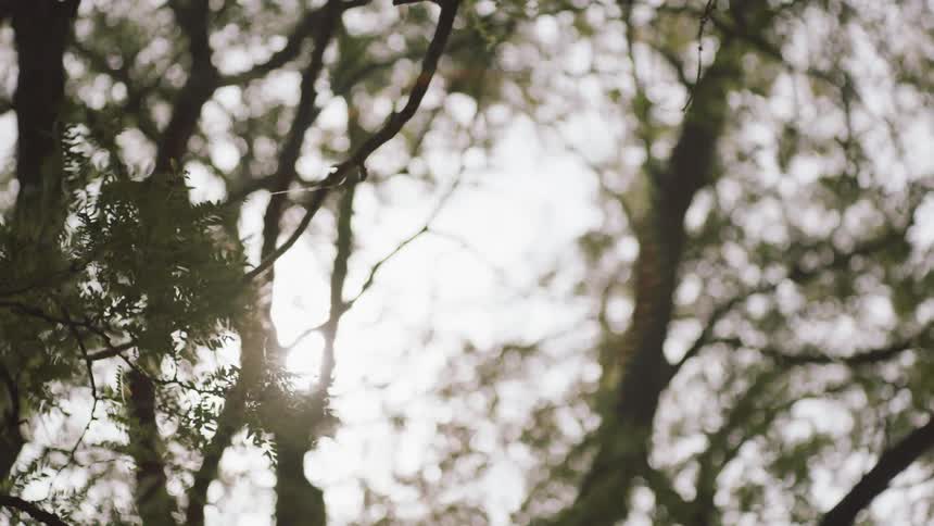 Strong winds the leaves on trees in a forest