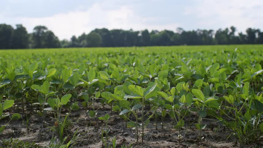 Plants are gently moved by the breeze in an agricultural field