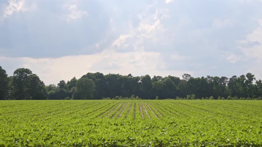 A large green field sits before a forest